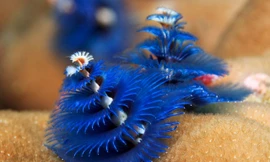 Nhìn gần loài giun biển 'đội lốt' cây thông Noel 