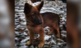 Chú chó Dobrynya được Nga gửi tặng Pháp.