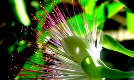 Lung linh hoa bàng vuông Trường Sa