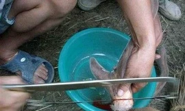 Gạc hươu được cưa ra, máu hứng trong chậu