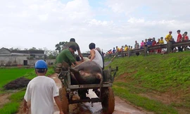 Người nhà đã cho xe ra chở trâu về. Ảnh: Đ.H