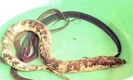 Con lươn lốm đốm vàng đen do anh Đệ bắt được. Ảnh: Vĩnh Nam.