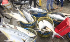 Mẻ cá bè vàng đang được tập kết vào bờ. ẢNH: H. HÙNG