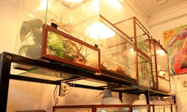 Teen Việt bỏ tiền triệu nuôi ếch 'ngoài hành tinh'