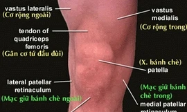 Tại sao không có xương bánh chè tại khuỷu tay?