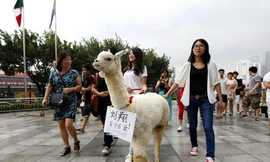 Cừu đi cổ vũ VĐV Olympic