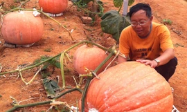 Kỳ hoa dị thảo ở Đà Lạt