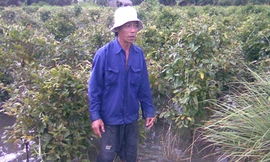 Vườn mai chuẩn bị Tết của người dân bị ngập trắng. Ảnh: LT