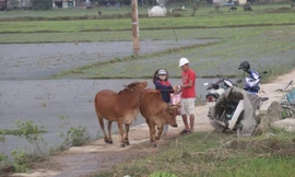 Nghe tin thủy điện xả lũ, người dân hối hả dắt trâu bò đi tránh