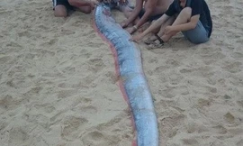 Xác cá hố dài gần 3m dạt vào bờ biển Bình Thuận