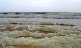 Tảo nở hoa tạo bọt (Phaeocystis globosa)tấp vào bờ trong vùng biển Bình Thuận tháng 8/2005. Ảnh:Nguyễn Ngọc Lâm.