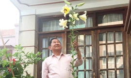 Cây hoa ly có chiều cao lạ thường ở Đà Lạt