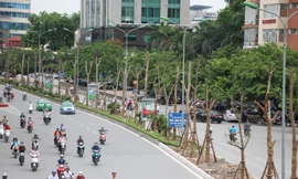 Hà Nội nói về việc trồng phượng trên nhiều tuyến phố