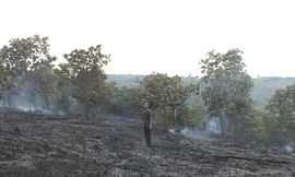 Cháy hơn 3.000 cây cao su ở Đăk Tô