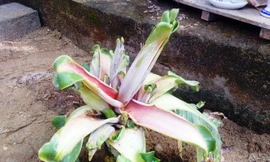 Cây chuối sứ sau khi bị chặt bỏ, vùi lấp dưới đất bỗng “tái sinh” trổ một lúc 6 bắp hoa khác thường.