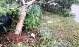 Cây xanh đường phố bật gốc.