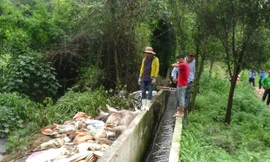 Hàng trăm xác heo chết được công ty Việt Phước vứt ra môi trường.