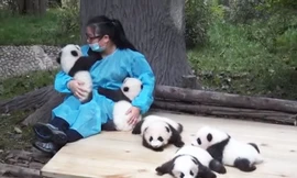Nghề chăm sóc gấu trúc nhỏ được “chào mời” với mức lương lên tới gần 60 triệu/tháng
