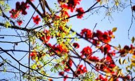 Hà Nội sáng sớm sương mù nhẹ, trưa chiều hửng nắng