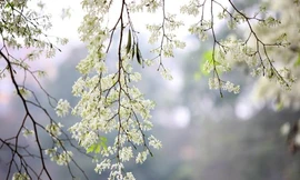 Không khí lạnh suy yếu, Bắc Bộ có sương mù, mưa nhỏ rải rác