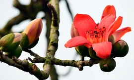 Hà Nội sáng nhiều mây, trưa chiều giảm mây có nắng