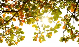 Bắc Bộ sáng có sương mù, trưa chiều trời nắng