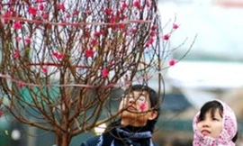 Miền bắc rét đậm rét hại, khả năng xuất hiện băng giá