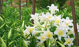 Bắc Bộ sáng sớm sương mù, trưa chiều giảm mây nắng nhẹ