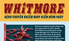 Whitmore - Bệnh truyền nhiễm nguy hiểm 'tái xuất' ở Việt Nam