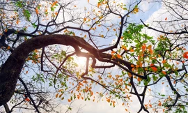 Bắc Bộ trời không mưa, nắng nhẹ