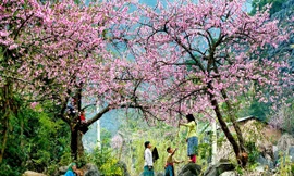 Nắng ấm, sắc hoa anh đào trải hồng Sa Pa