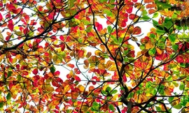 Bắc Bộ hanh khô, nhiệt độ giảm thấp về đêm