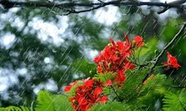 Bắc Bộ mưa nắng gián đoạn, trưa oi nóng