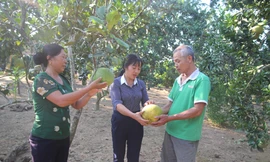 Bí quyết đưa bưởi Múc ra khỏi Lào Cai, giúp người dân phát triển kinh tế