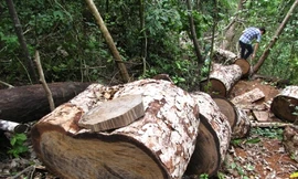 Cục Kiểm lâm lập tổ công tác kiểm tra phá rừng