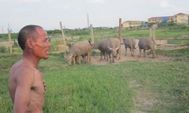 Giàu sụ nhờ nuôi trâu giữa phố