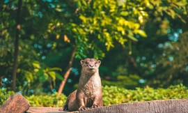 Ngắm loạt ảnh “siêu xịn” dưới đây có khiến bạn muốn ghé thăm Thảo Cầm Viên một lần?