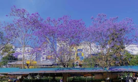 Gen Z đến Đà Lạt tháng 3: Hoa phượng tím đẹp đến mức muốn phát tín hiệu "ét ô ét"!