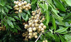 Hà Nội: Nhãn muộn vào mùa, thương lái "săn" hàng