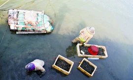 Người dân dùng tay và rổ để mò lặn bắt bợp bợp, công việc hết sức vất vả và đòi hỏi phải có sức khoẻ tốt. Ảnh: V.H