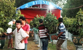 'Thủ phủ' mai vàng Bình Định chong đèn bán hàng Tết sớm