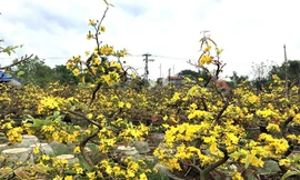 Thủ phủ mai Bình Định vàng rực mai vàng trước Tế. Ảnh: Văn Tâm 