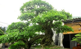 Ngắm vườn bonsai 'cực chất' ở Bình Định