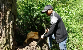 Đào mối rừng để nuôi loại gà re - một giống gà đặc sản, quý hiếm, có từ xa xưa của dân tộc Hre. 