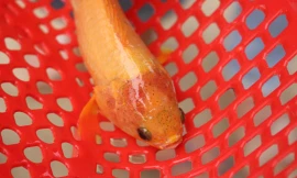 Con cá rô đồng có màu vàng và cái đầu đỏ lạ mắt - ảnh Ng. Ngọc 