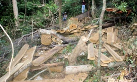 Những vết cưa còn rất mới. Ảnh: Tr.Định