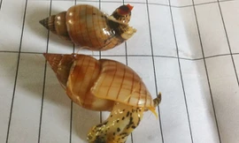 Ảnh minh họa: Internet