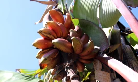 Chuối Dacca còn được gọi là chuối đỏ hỏa long hay chuối lửa - Ảnh B.N 