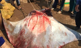 Ngư dân Lý Sơn bắt được cá đuối 'khủng' nặng nửa tấn 