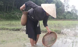 Dụng cụ bắt nòng nọc chủ yếu chỉ là rổ và một cái đụt tre đeo bên hông. Ảnh Nguyễn Ngọc.